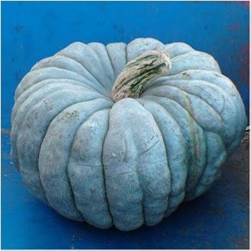 Blue Pumpkin Cucurbita maxima seeds for backyard garden